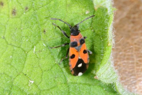 Horvathiolus superbus